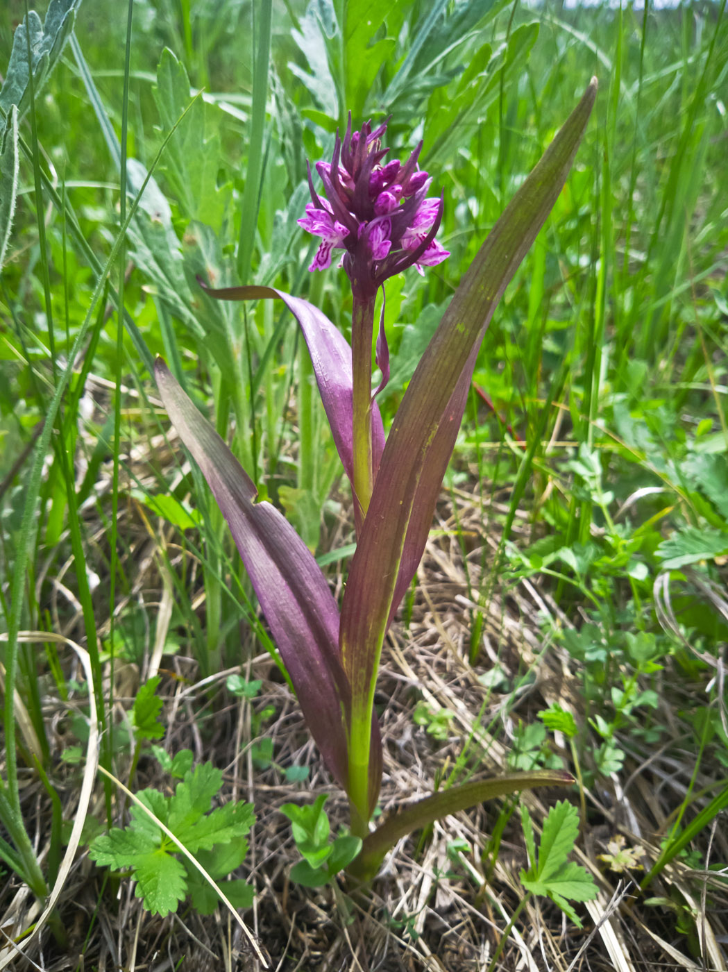 Image of Dactylorhiza incarnata specimen.