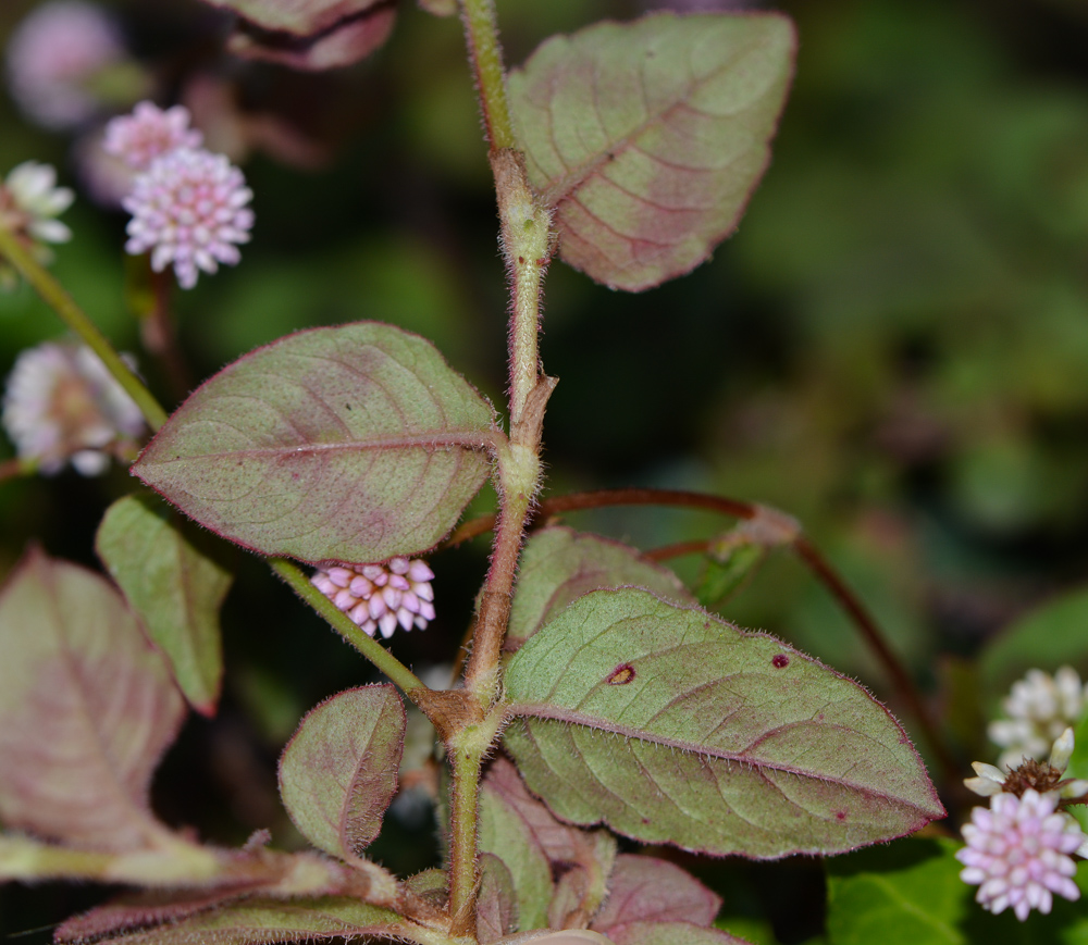 Image of Persicaria capitata specimen.