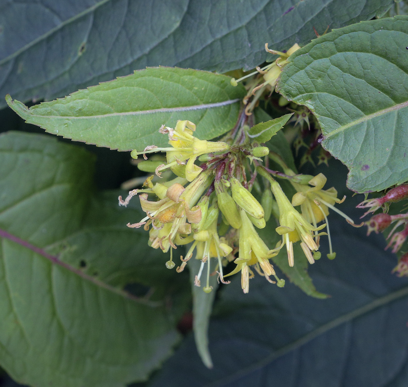 Image of Diervilla sessilifolia specimen.