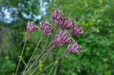 Syneilesis aconitifolia. Соцветия. Приморье, Хасанский р-н, п-ов Гамова, бухта Тёплая, приморский луг, на окраине зарослей Corylus heterophylla. 02.08.2021.