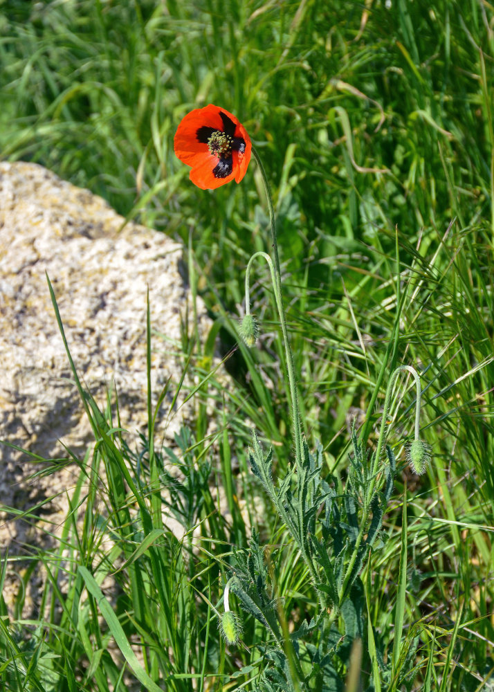 Image of Papaver stevenianum specimen.