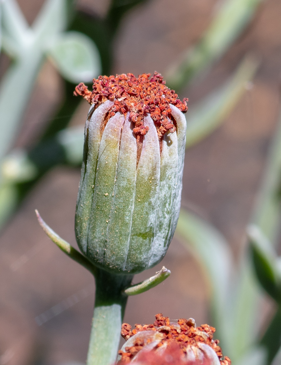 Image of genus Kleinia specimen.