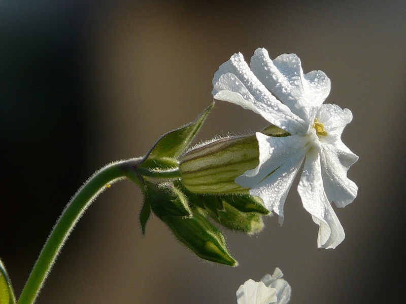 Image of Melandrium album specimen.