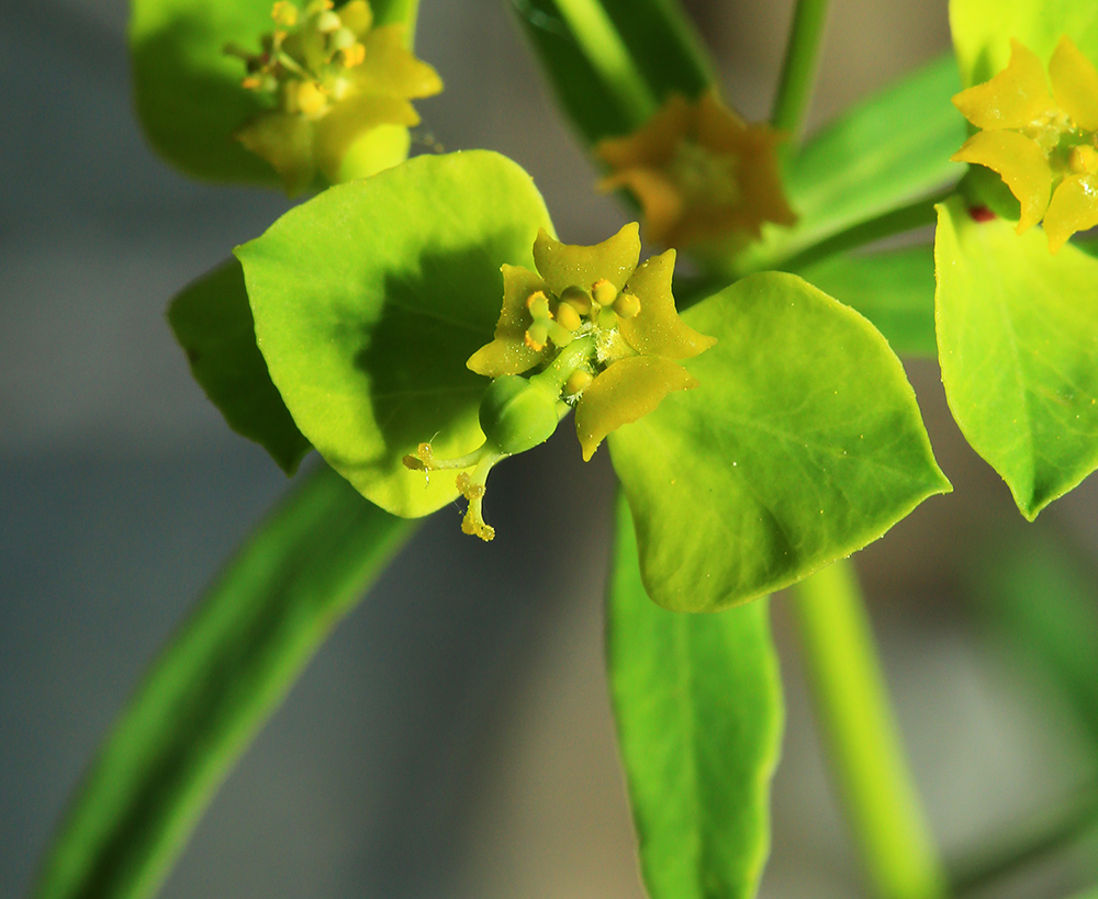 Image of Euphorbia leoncroizatii specimen.