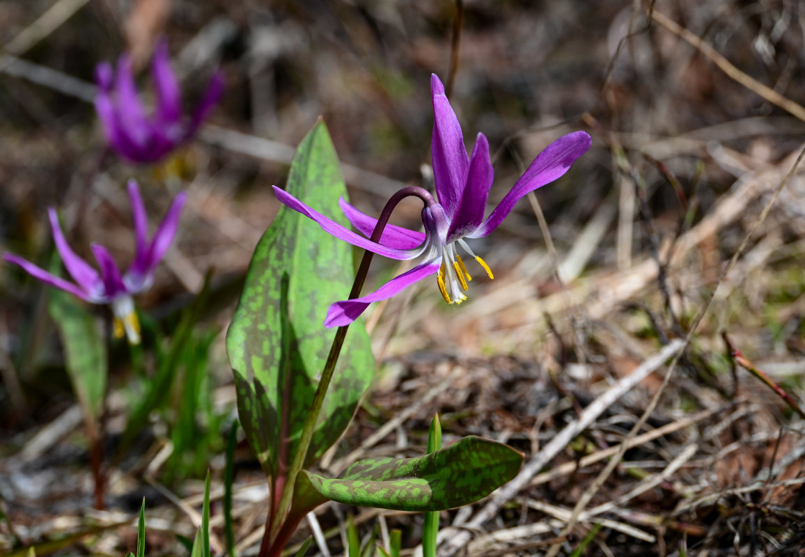 Image of Erythronium sibiricum specimen.