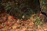 Poa sichotensis. Цветущее растение. Приморский край, окр. г. Владивосток, под скалой в дубовом лесу. 24.06.2022.