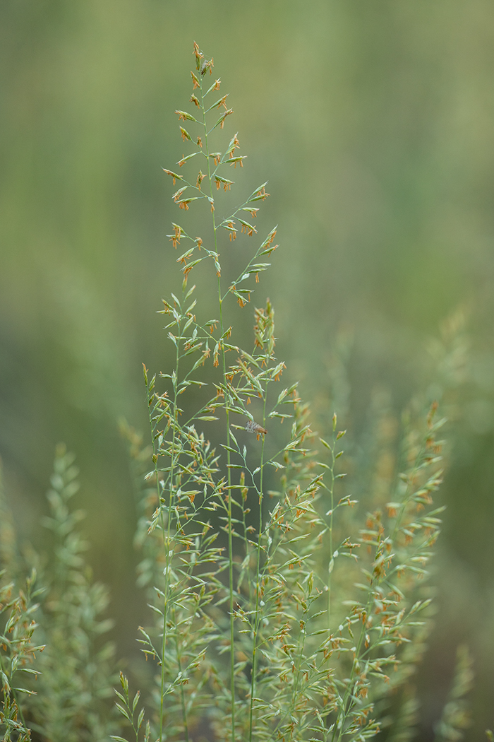 Image of genus Festuca specimen.