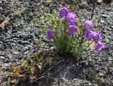 род Campanula