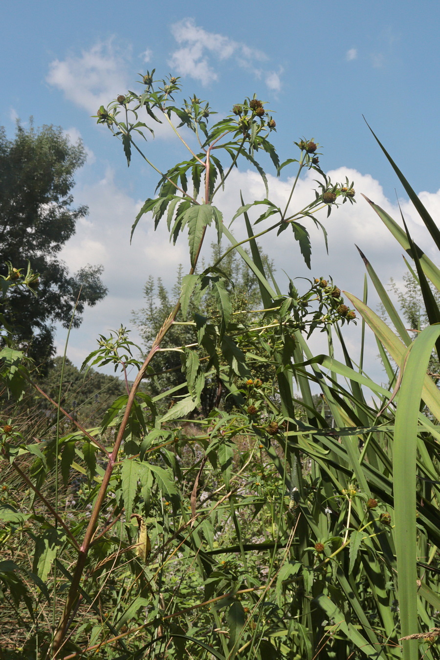 Image of Bidens tripartita specimen.