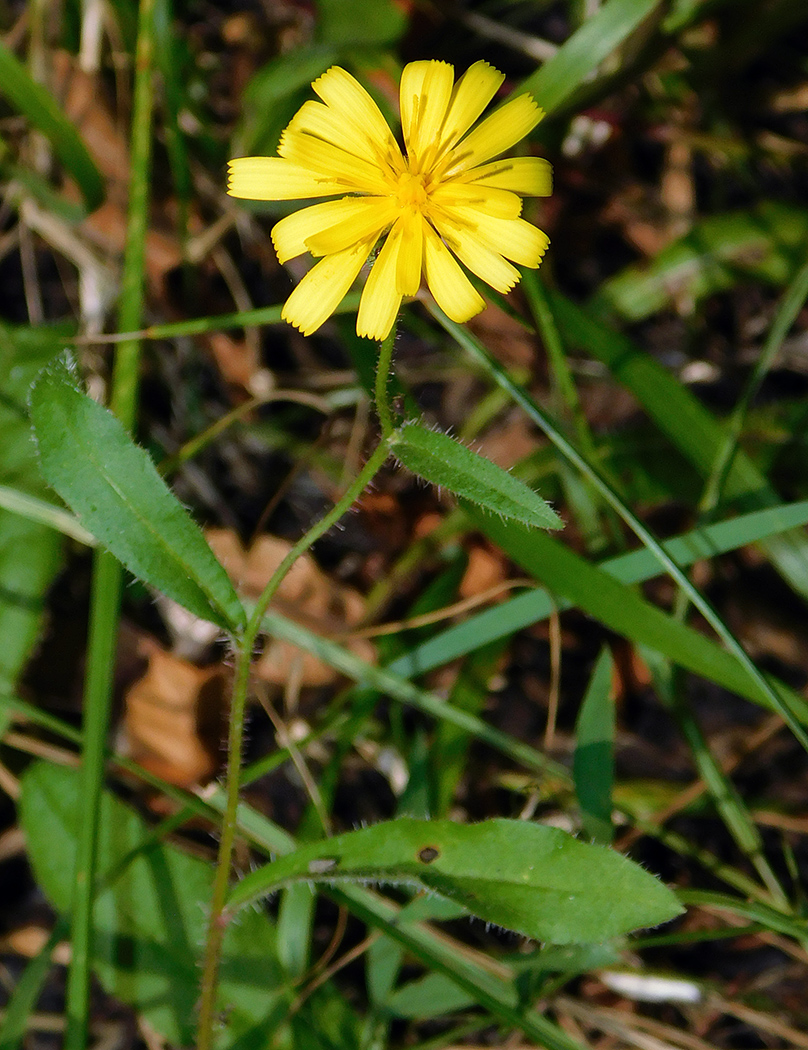 Изображение особи Picris strigosa.