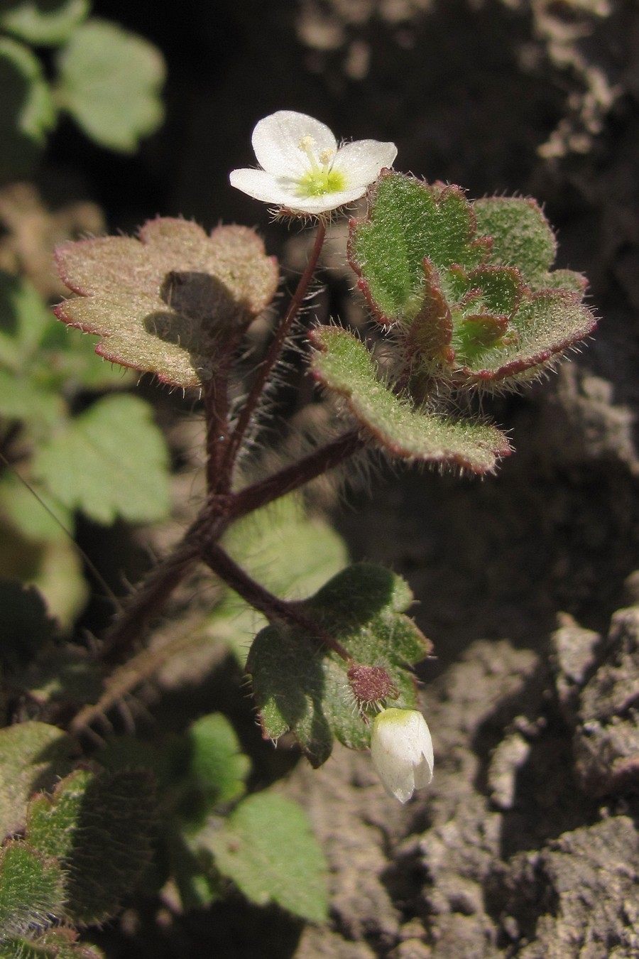 Image of Veronica cymbalaria specimen.