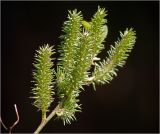 genus Salix