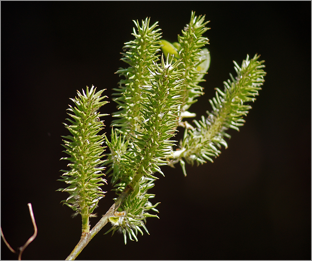 Image of genus Salix specimen.