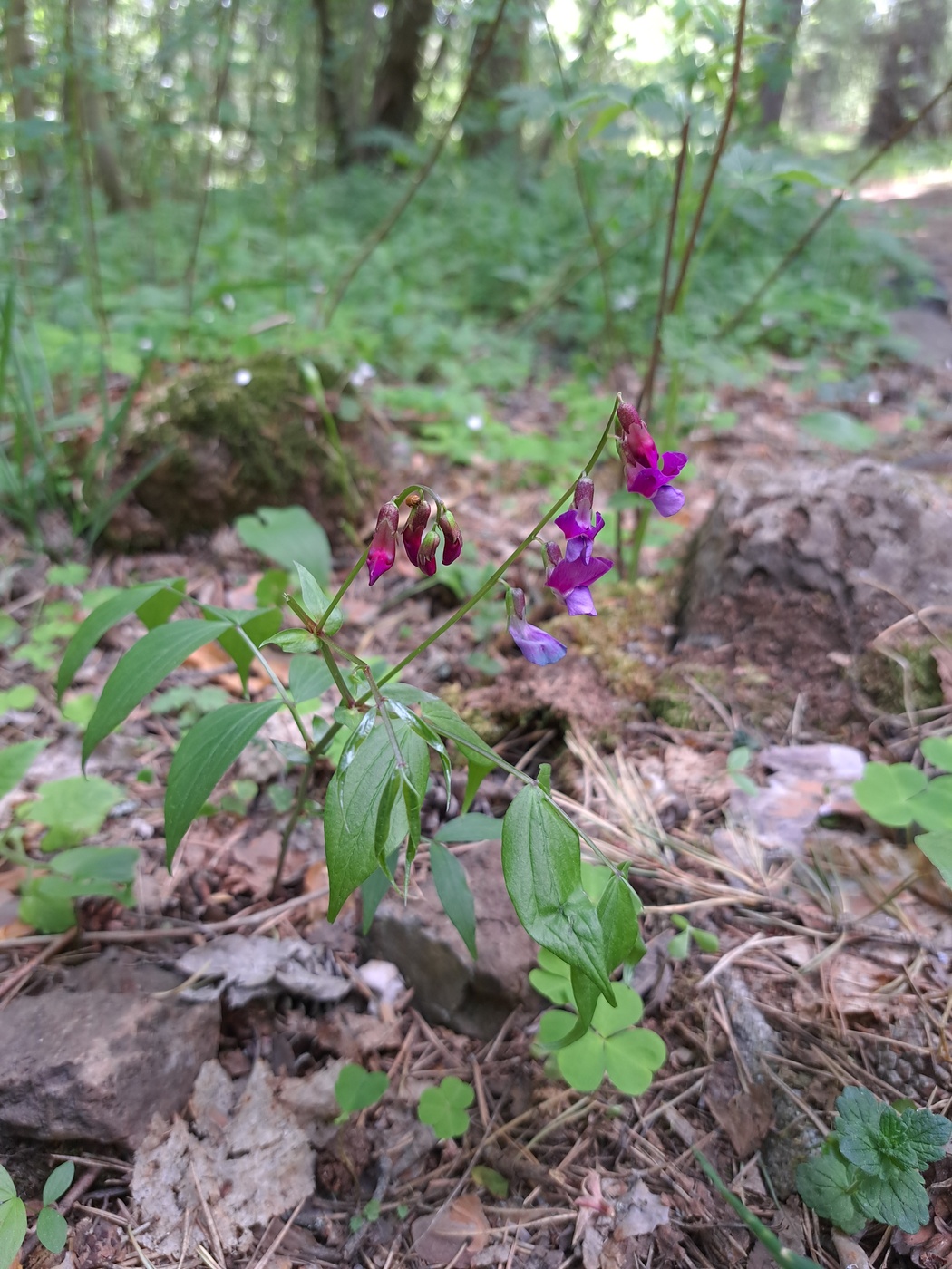 Image of Lathyrus vernus specimen.