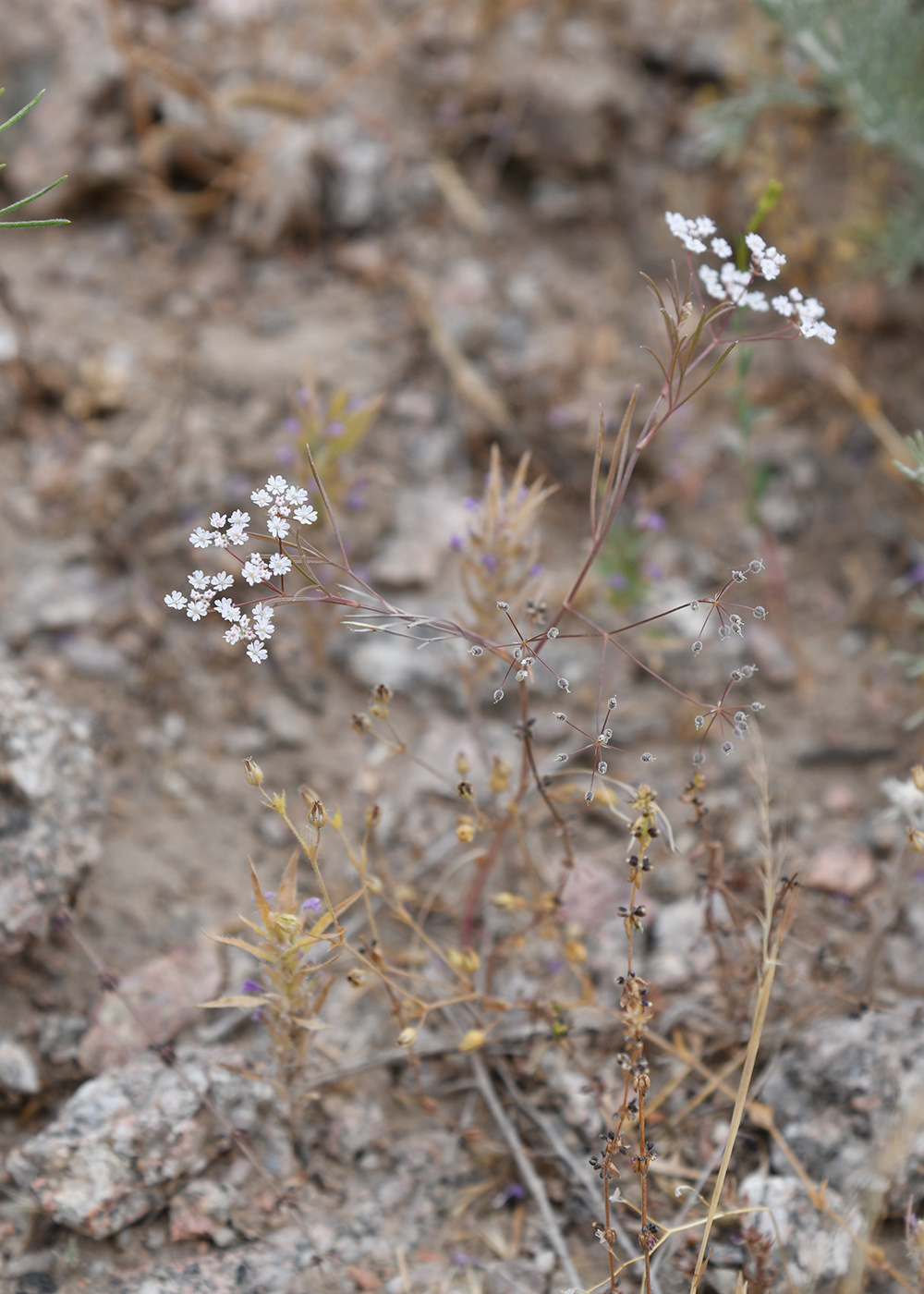 Изображение особи Aphanopleura capillifolia.