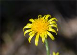 Scorzonera humilis