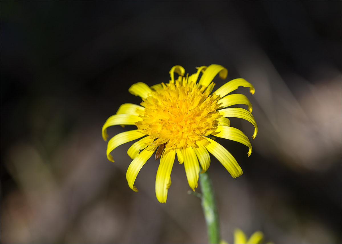 Изображение особи Scorzonera humilis.