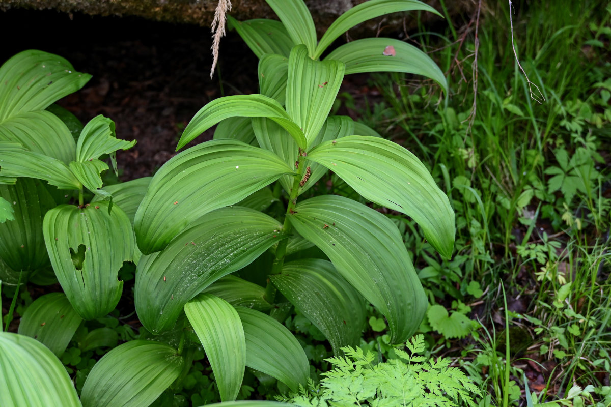 Изображение особи Veratrum lobelianum.