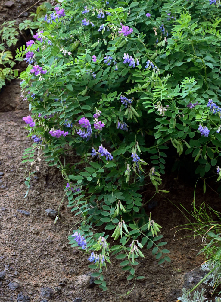 Image of Vicia japonica specimen.