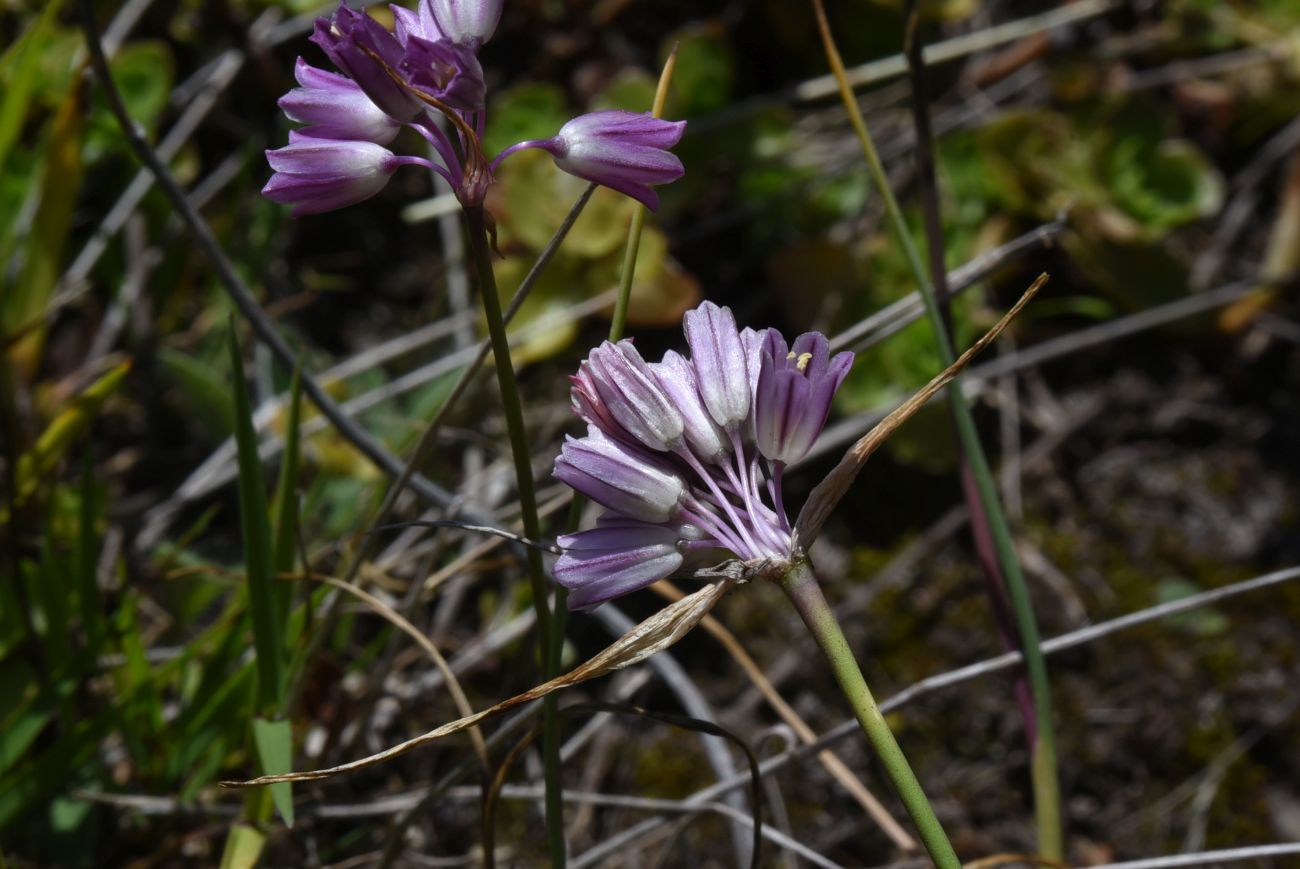 Image of Allium kunthianum specimen.