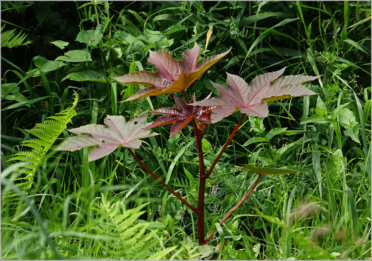 Image of Ricinus communis specimen.