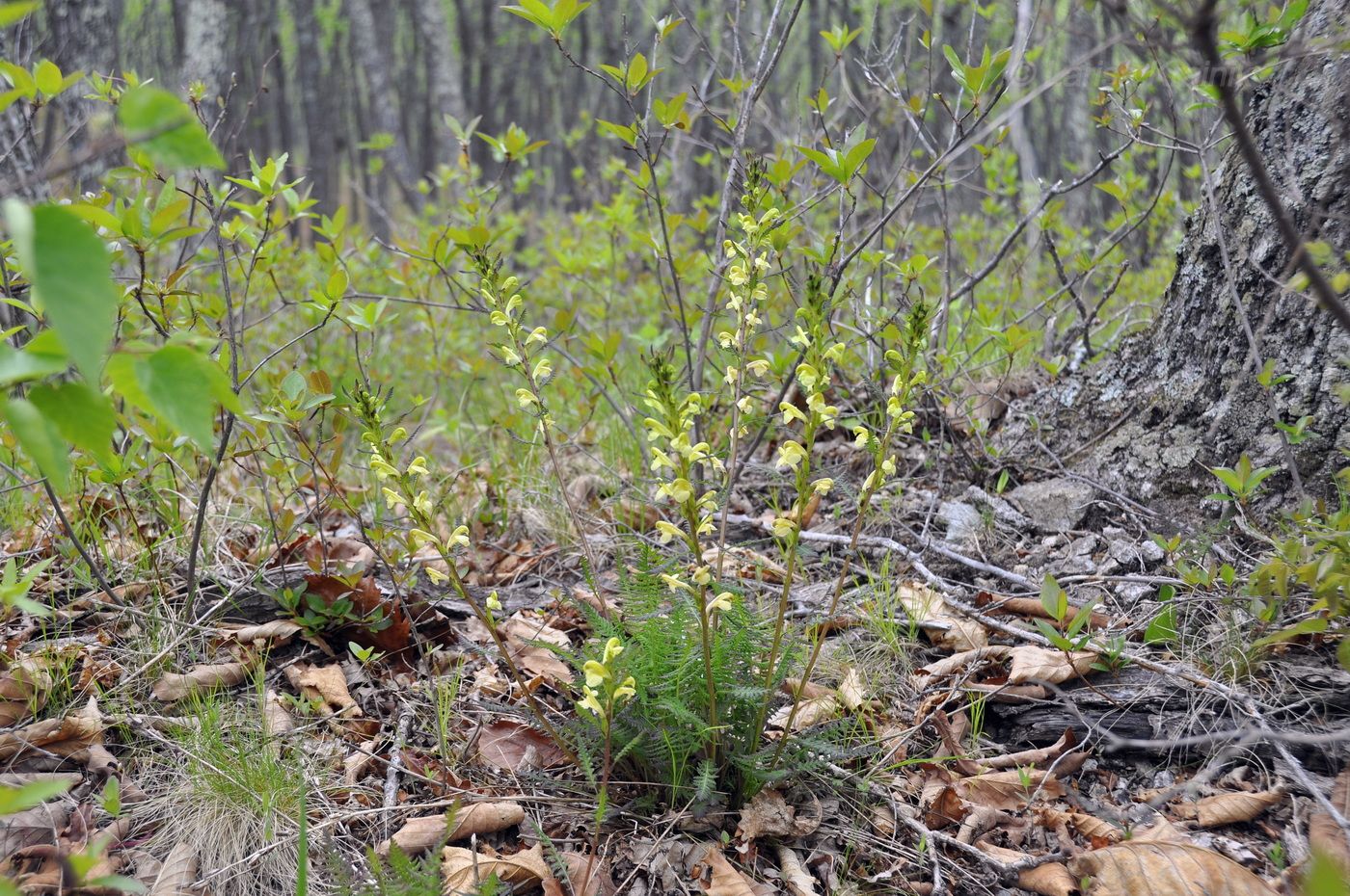 Изображение особи Pedicularis mandshurica.