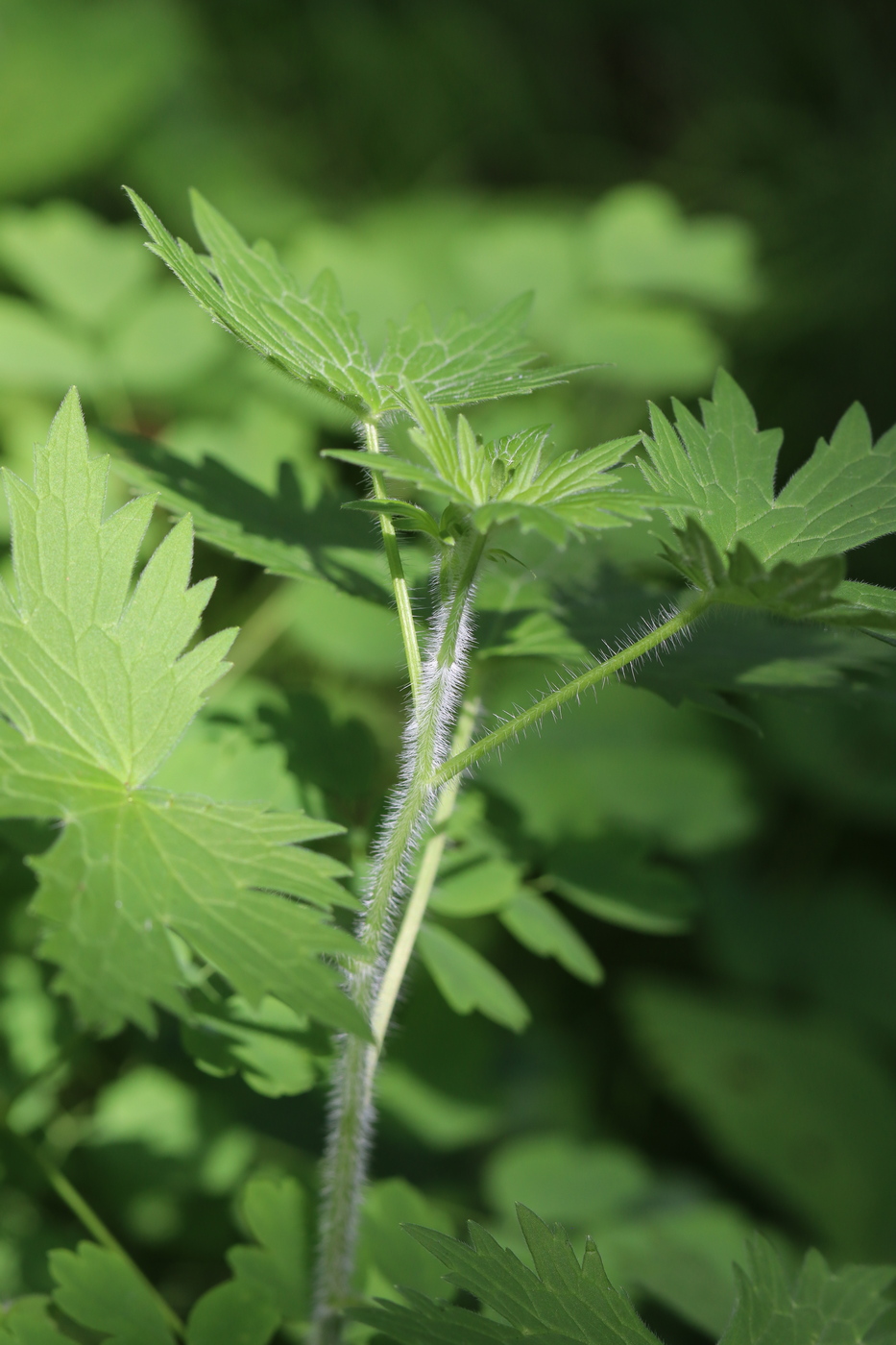 Изображение особи Delphinium retropilosum.