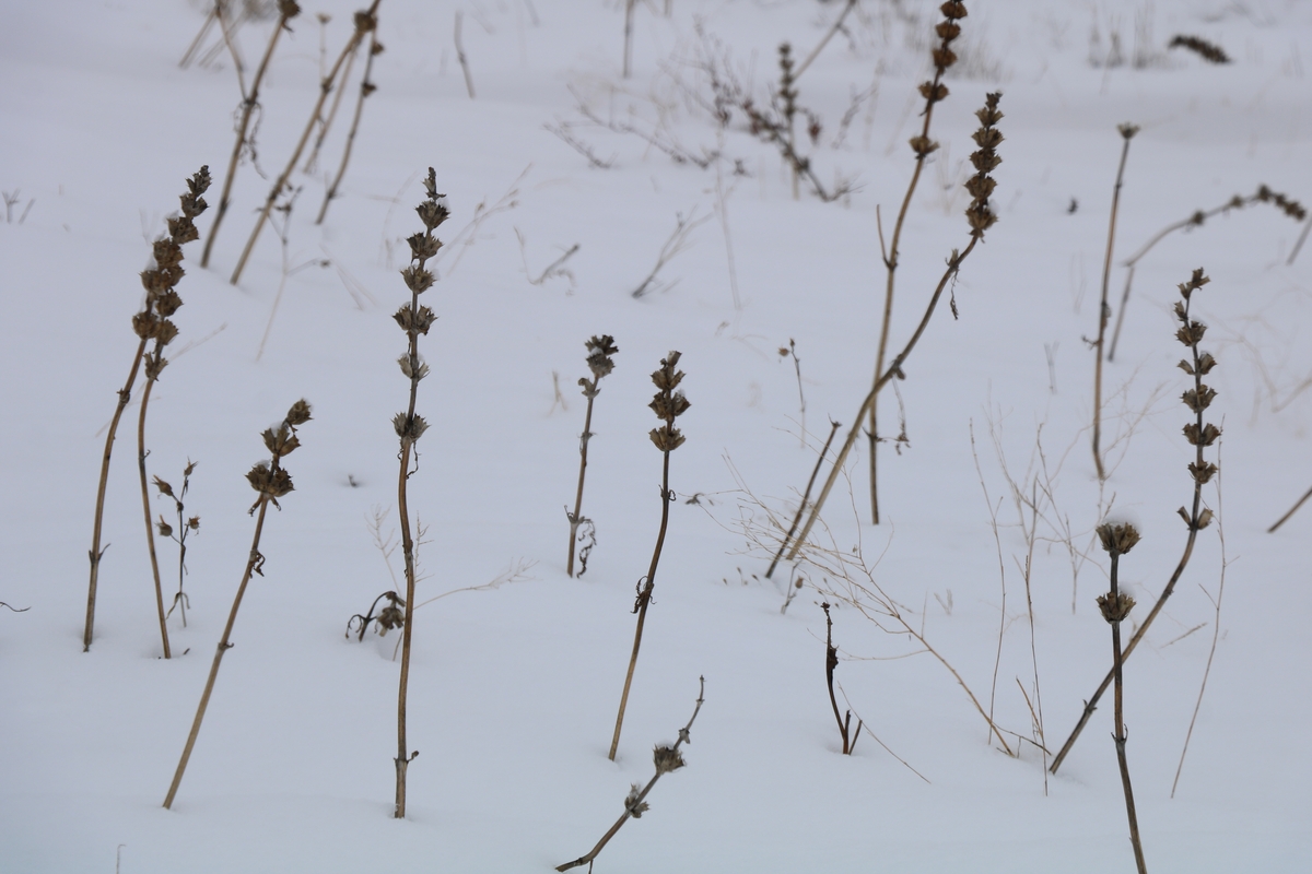 Image of Phlomoides laciniata specimen.