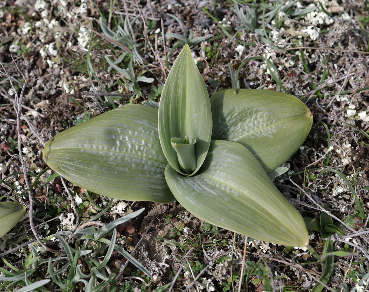 Image of Himantoglossum caprinum specimen.