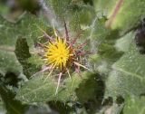 Centaurea benedicta