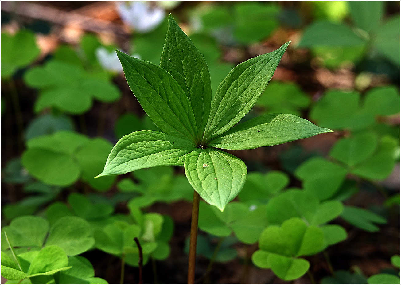 Image of Paris quadrifolia specimen.