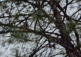 Pinus sylvestris subspecies hamata. Верхушка веточки. Абхазия, Гудаутский р-н, Рицинский реликтовый национальный парк, долина р. Юпшара, щебнистый склон. 13.04.2024.