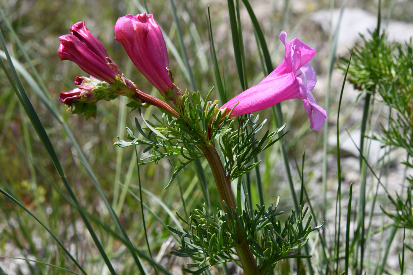 Image of Niedzwedzkia semiretschenskia specimen.