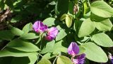 Lathyrus humilis. Цветущие и бутонизирующие соцветия и части листьев. Хабаровский край, окр. г. Комсомольск-на-Амуре, кедрово-широколиственный лес. 26.05.2024.