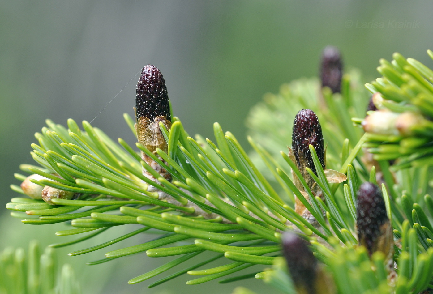 Изображение особи Abies nephrolepis.