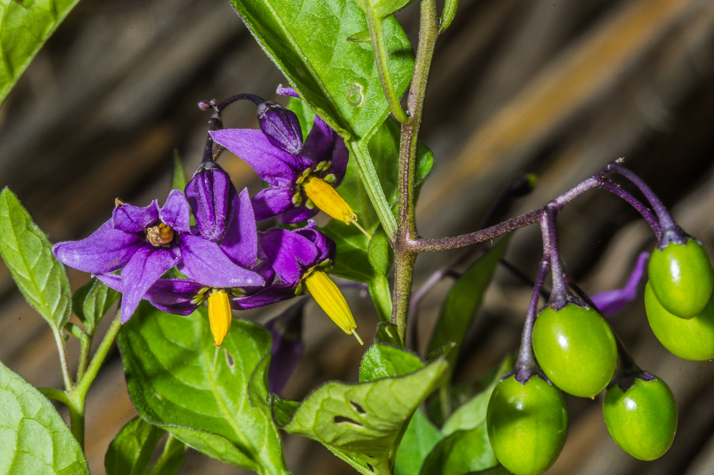 Изображение особи Solanum dulcamara.