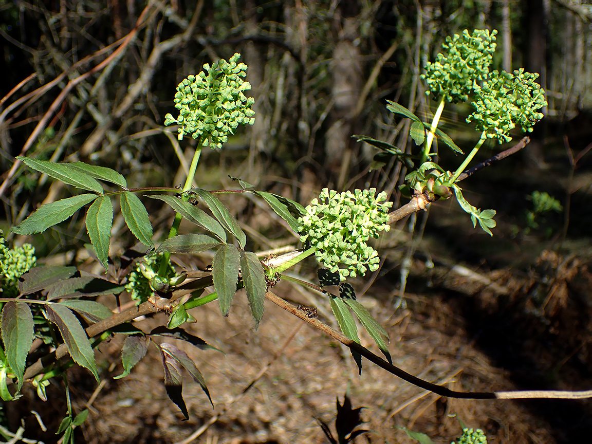 Изображение особи Sambucus racemosa.