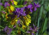 Melampyrum nemorosum. Соцветие. Московская обл., Раменский р-н, окр. ж.-д. платформы Хрипань, просека под ЛЭП, опушка, разнотравье. 09.06.2024.