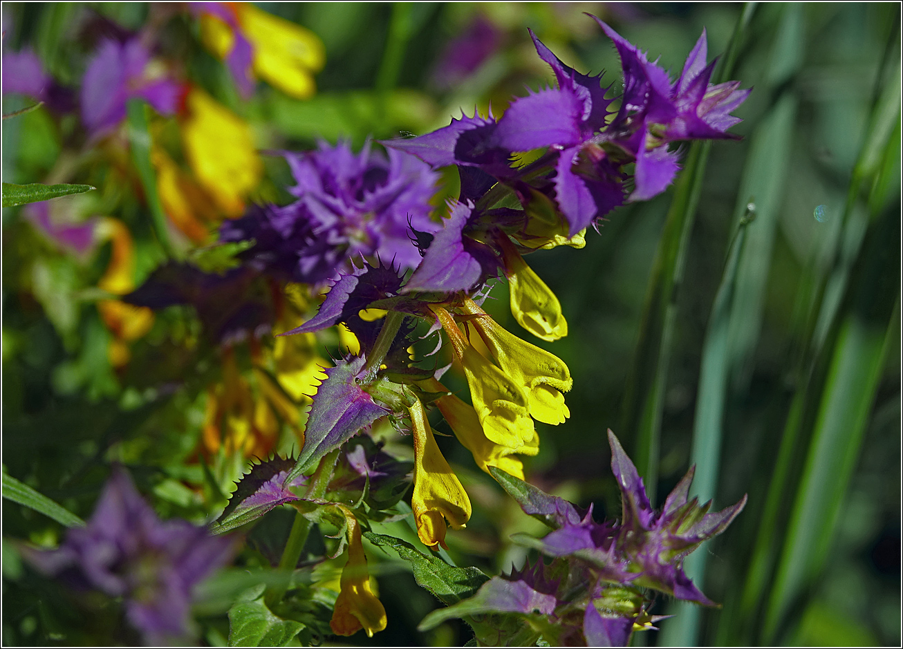 Image of Melampyrum nemorosum specimen.