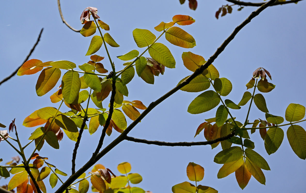 Изображение особи Juglans regia.