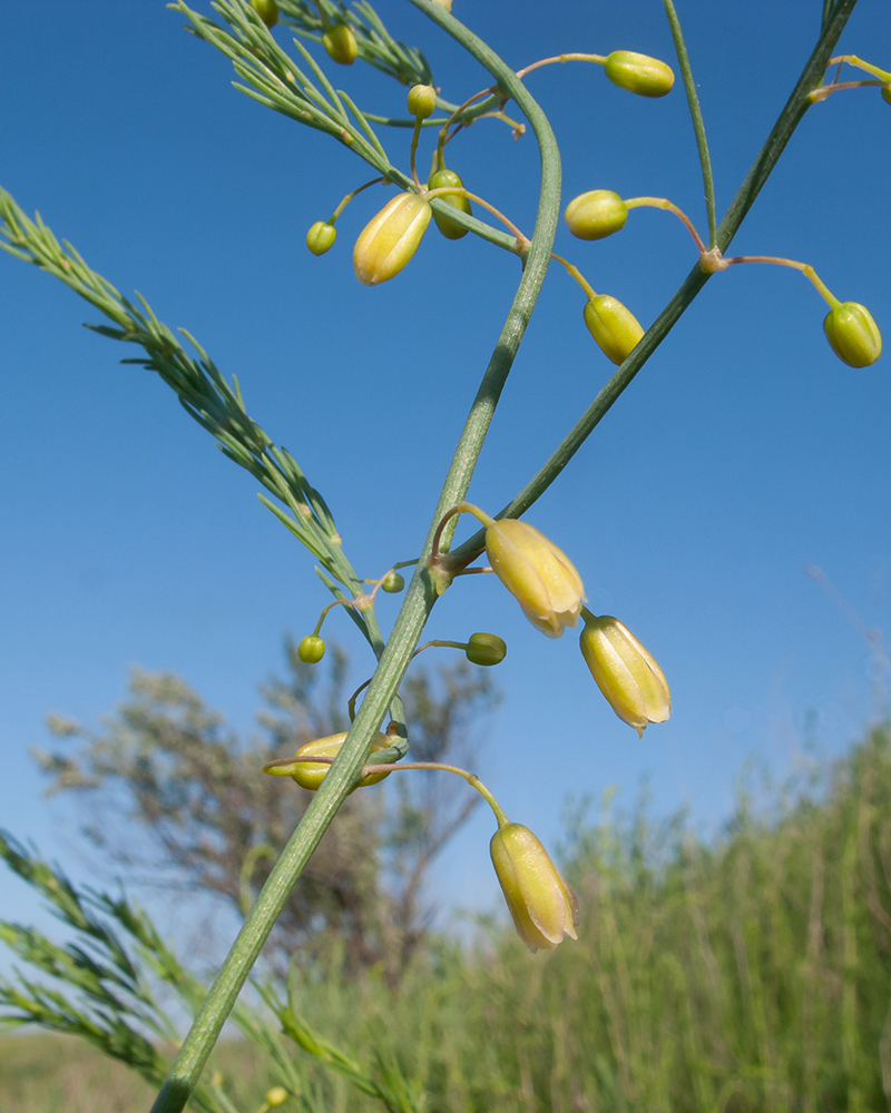 Image of Asparagus litoralis specimen.