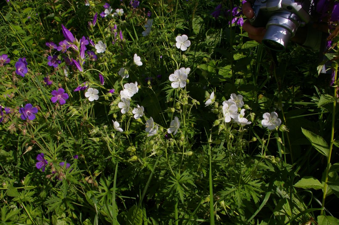 Image of Geranium pratense specimen.