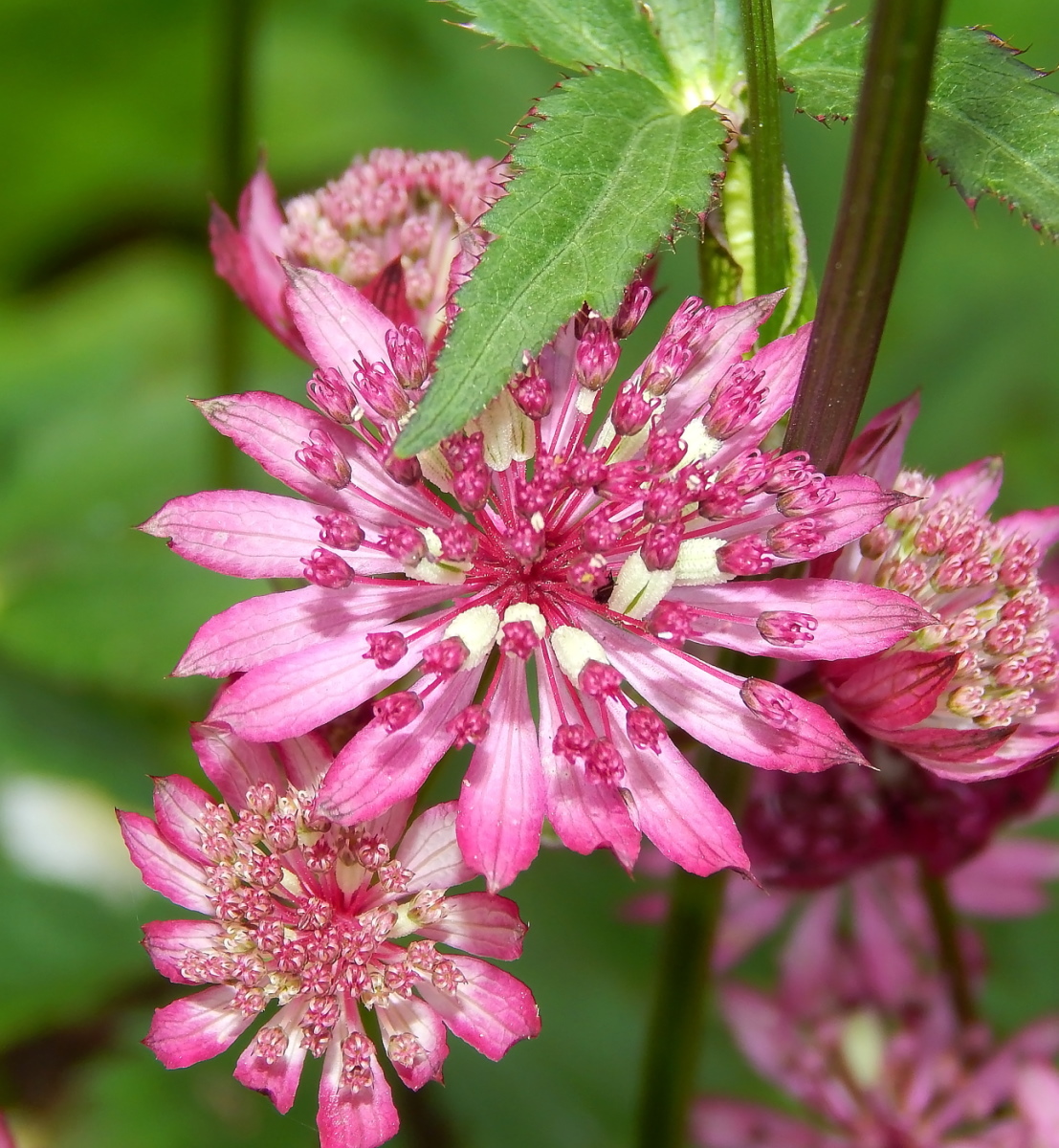 Image of Astrantia major specimen.