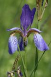 Iris sibirica. Цветок с жуком. Ленинградская обл., Лужский р-н, окр. дер. Кемка, пойма р. Луга, разнотравный луг. 13.06.2024.