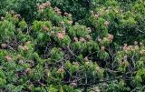 Albizia julibrissin