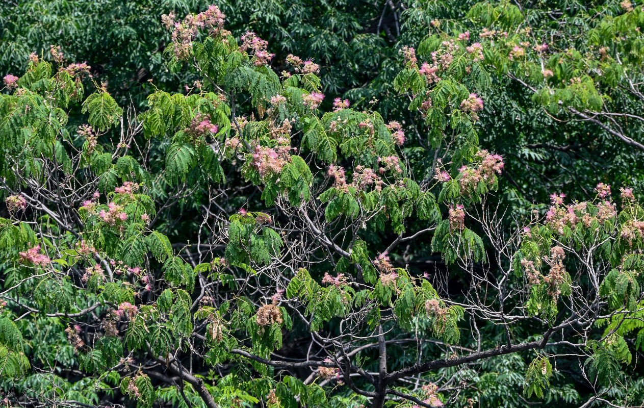 Image of Albizia julibrissin specimen.