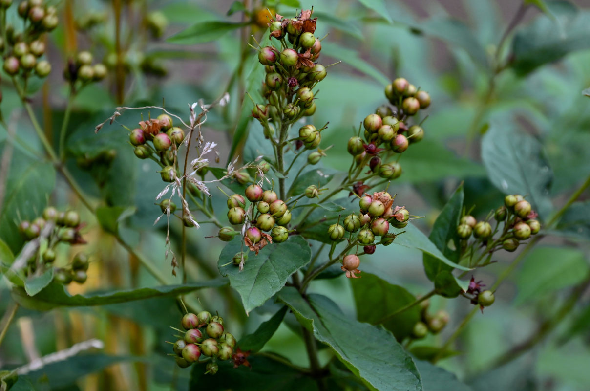 Изображение особи Lysimachia vulgaris.