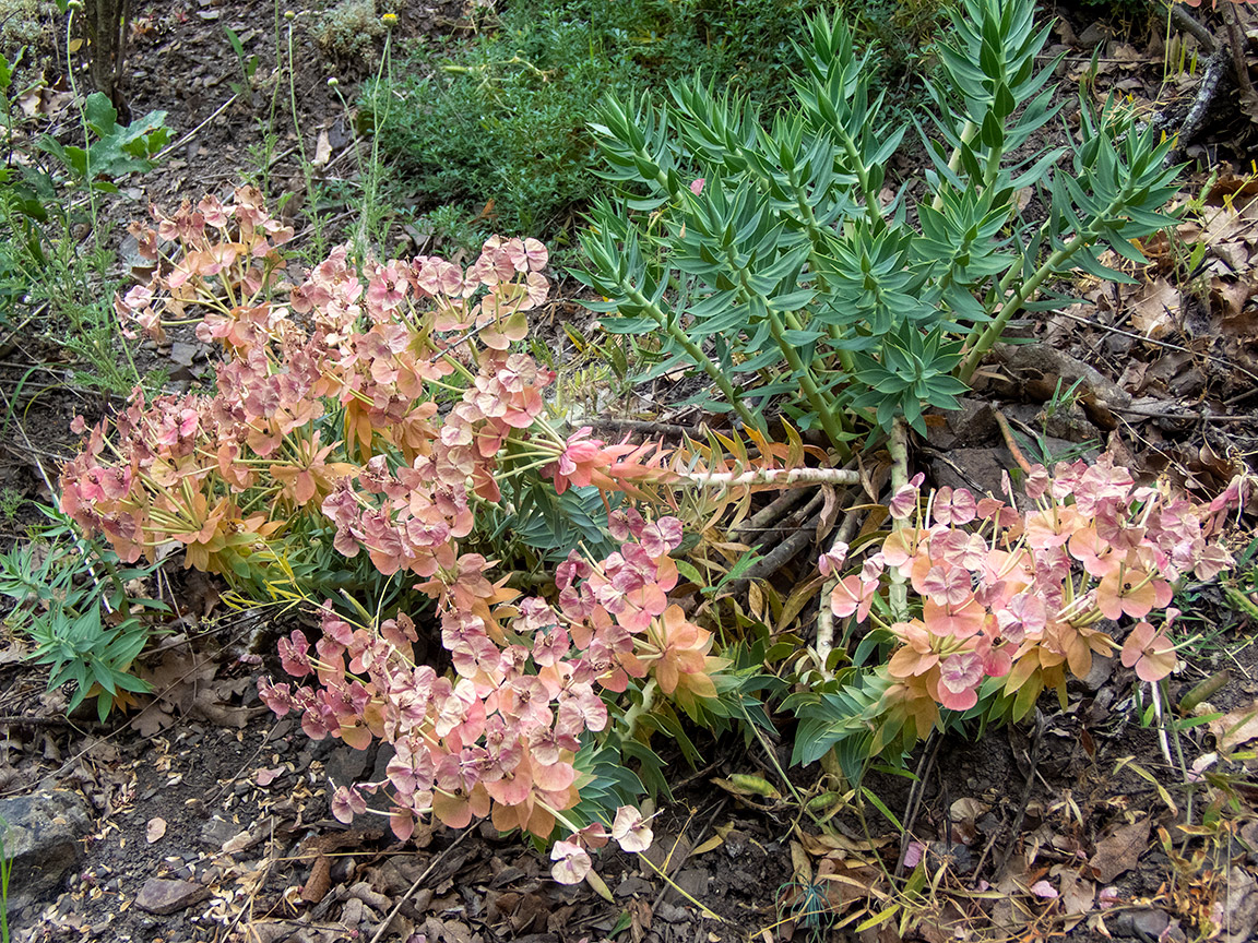 Image of Euphorbia rigida specimen.