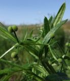 Galium vaillantii