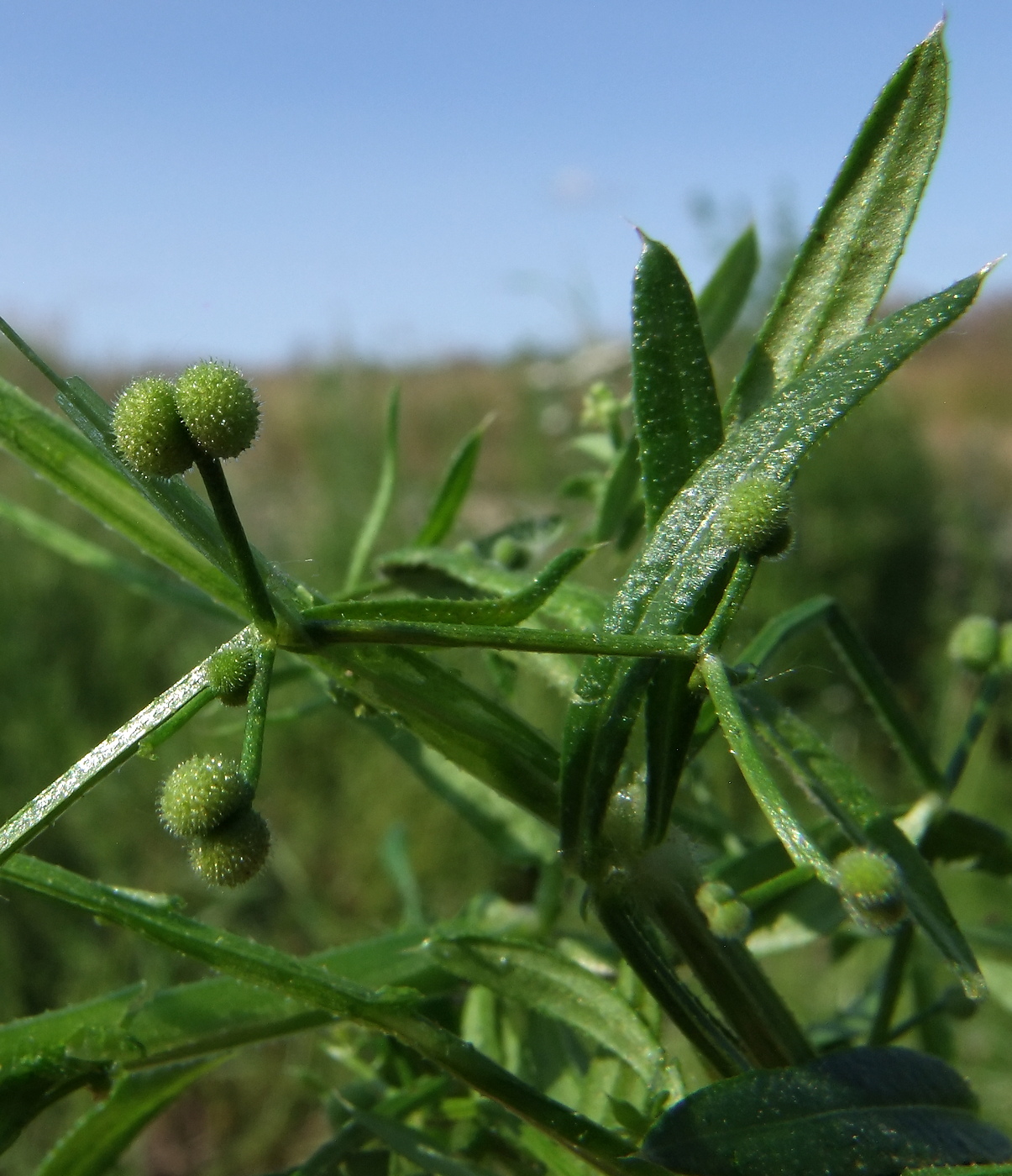 Image of Galium vaillantii specimen.